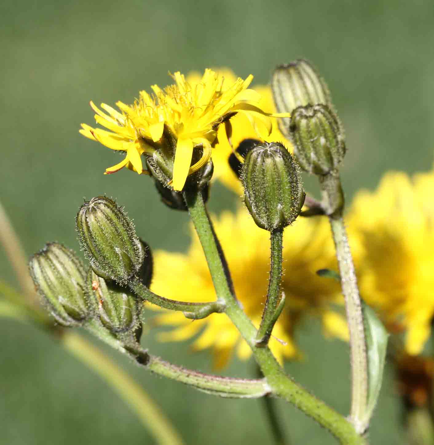 Sonchus o Crepis ? - Sonchus sp. e Crepis vesicaria